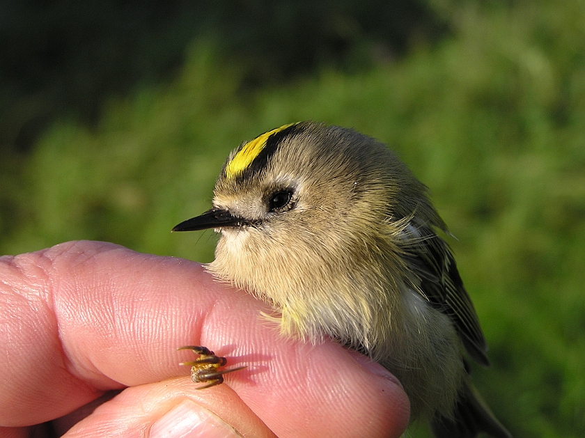 Goldcrest, Sundre 20070914